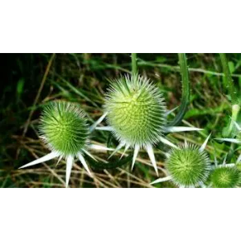 Green Milk Thistle 